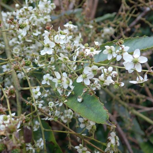 Rubus cissoides other