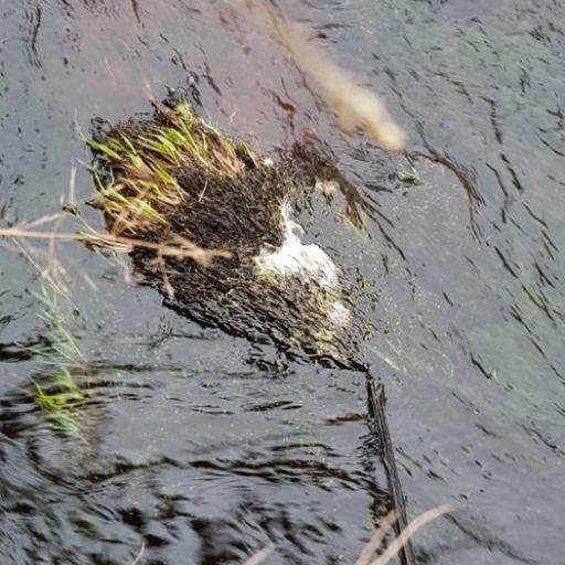 Brachythecium rivulare other