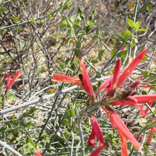 Justicia californica — search result for 'Justicia'