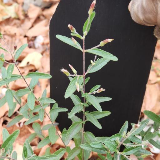 Brickellia cylindracea other