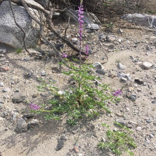Lupinus arizonicus other