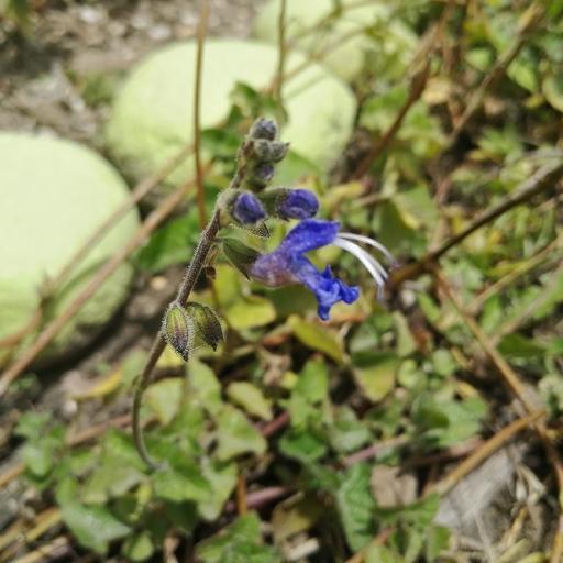 Salvia scutellarioides other