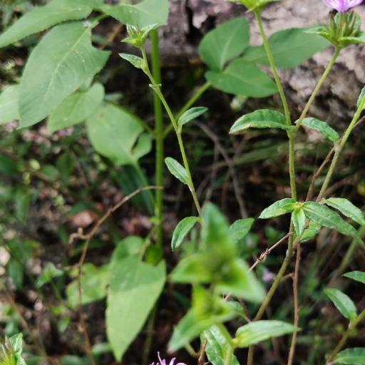 Elephantopus nudatus other