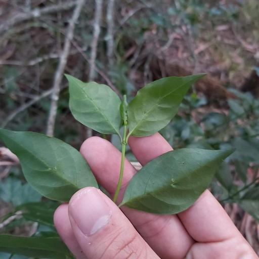 Gynochthodes jasminoides other
