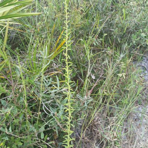 Solidago tortifolia — search result for 'Solidago'