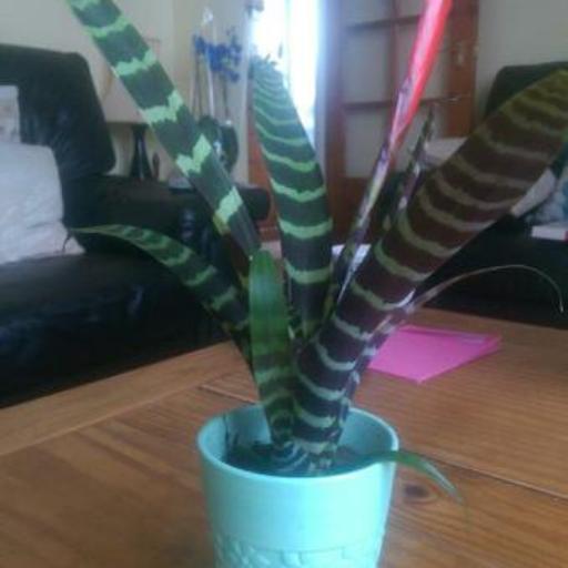 Lutheria splendens other