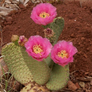 Opuntia aurea