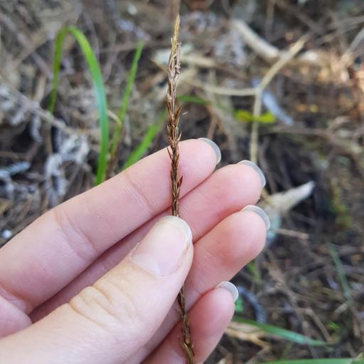 Carex uncinata — houseplant care guide