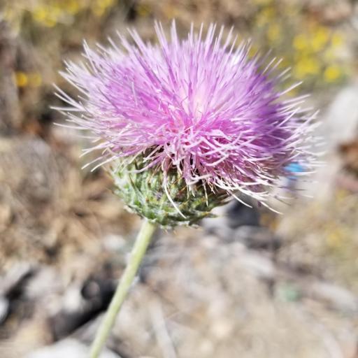 Cirsium occidentale other