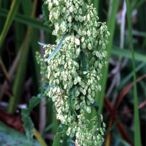 Rumex occidentalis other