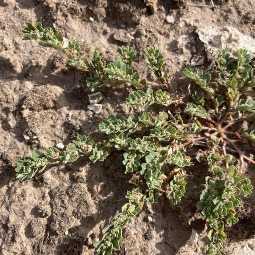 Euphorbia stictospora other