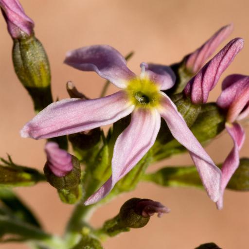 Amsonia tomentosa other