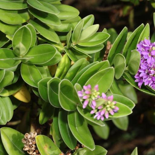 Veronica × franciscana other