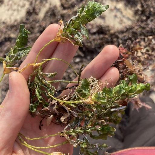 Amphibolis antarctica — houseplant care guide