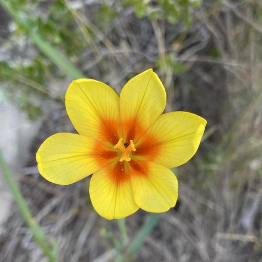 Moraea ochroleuca other