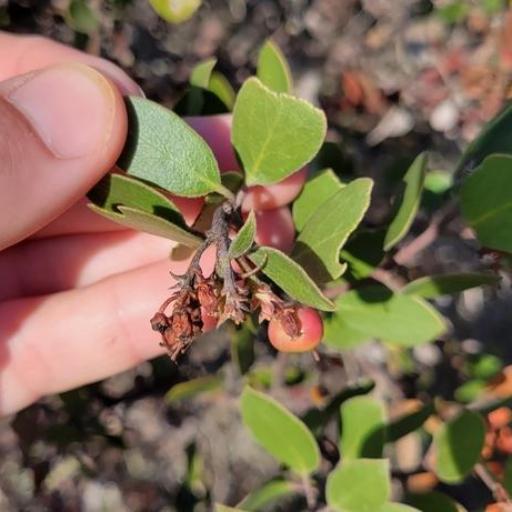 Arctostaphylos rudis — search result for 'Arctostaphylos'