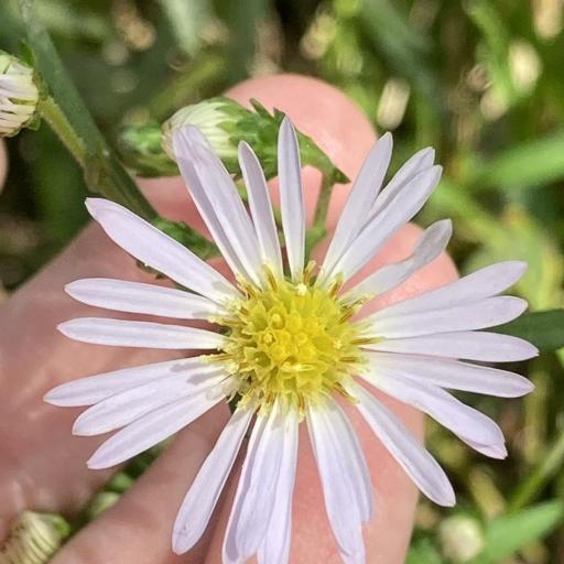 Symphyotrichum simmondsii — search result for 'Symphyotrichum'