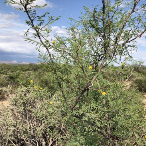 Vachellia constricta — search result for 'Vachellia'