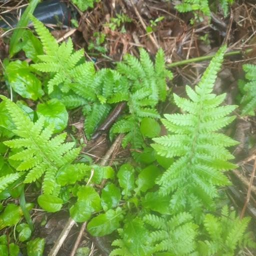 Thelypteris acuminata other