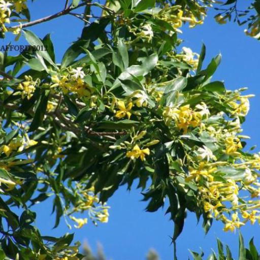 Hymenosporum flavum — search result for 'Pittosporum'