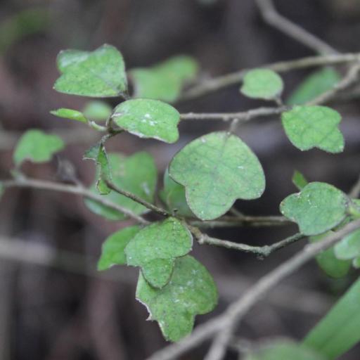 Pennantia corymbosa other