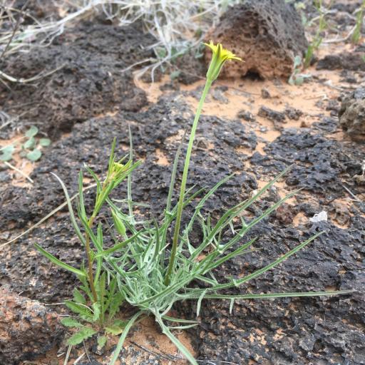 Microseris lindleyi other