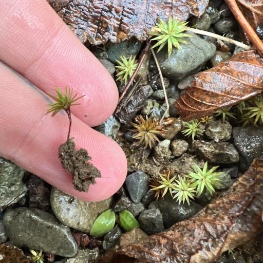 Pogonatum urnigerum other