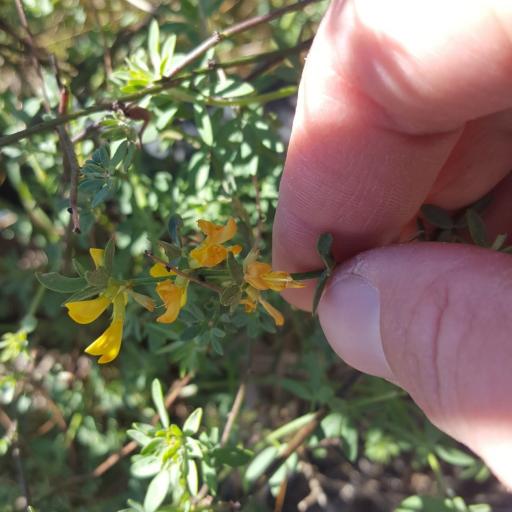 Acmispon glaber — search result for 'Lotus'