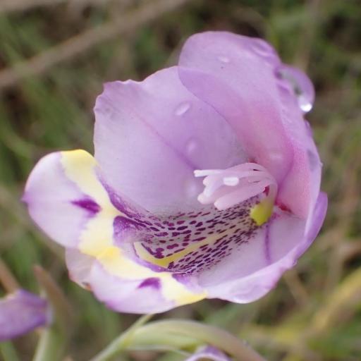 Gladiolus rogersii — houseplant care guide