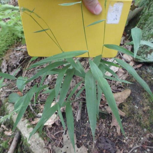 Brachyelytrum erectum — houseplant care guide