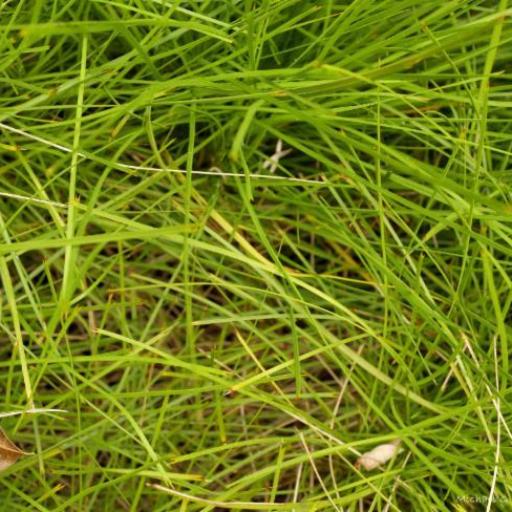 Lomandra confertifolia — related species from the same genus