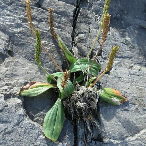 Plantago camtschatica — search result for 'Plantago'