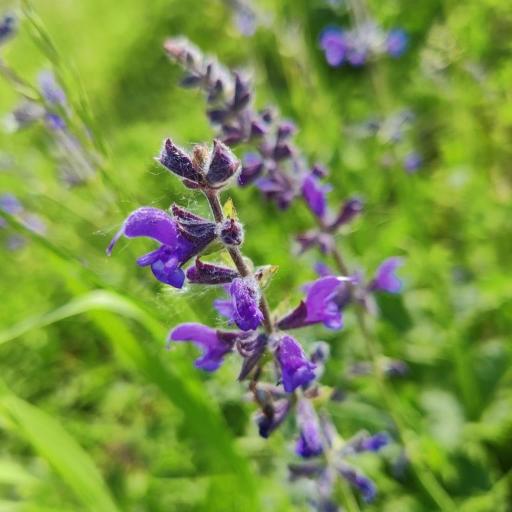 Salvia dumetorum other