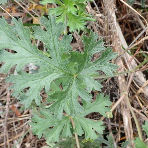 Pelargonium grossularioides — houseplant care guide
