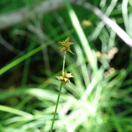 Carex interior — houseplant care guide