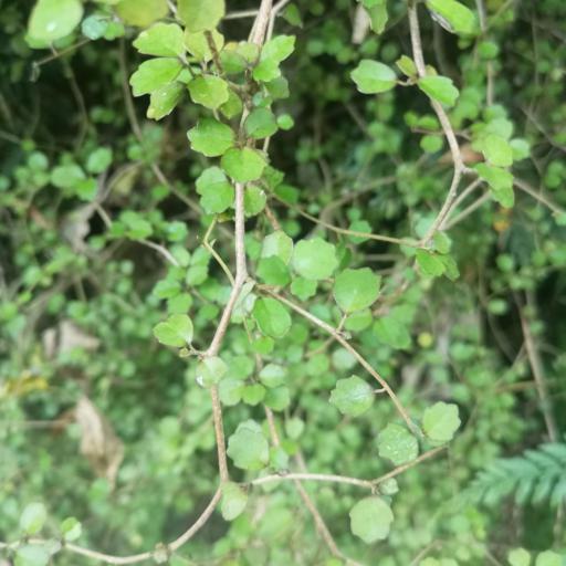 Pennantia corymbosa — houseplant care guide