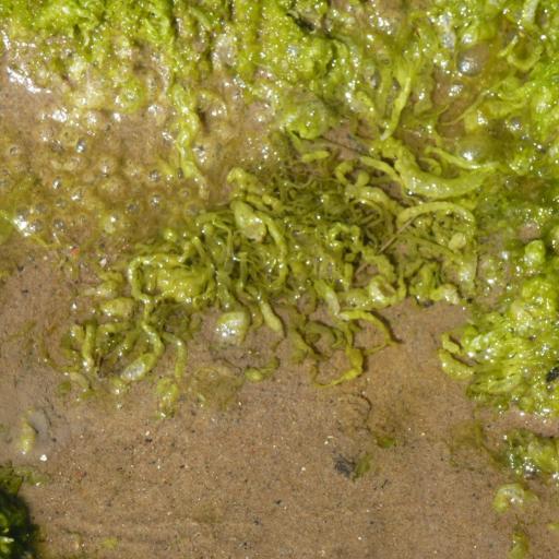 Ulva intestinalis — related species from the same genus