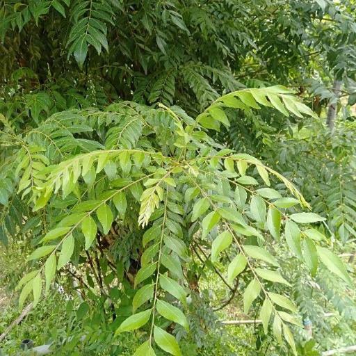 Bergera koenigii other