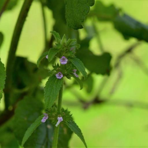 Stachys agraria other