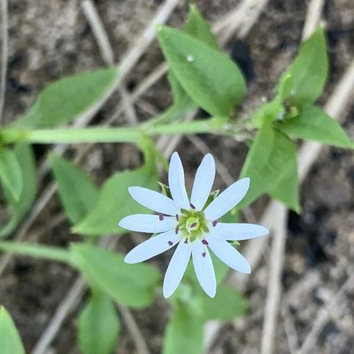 Stellaria flaccida other