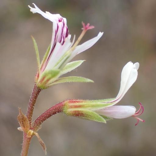 Pelargonium candicans other