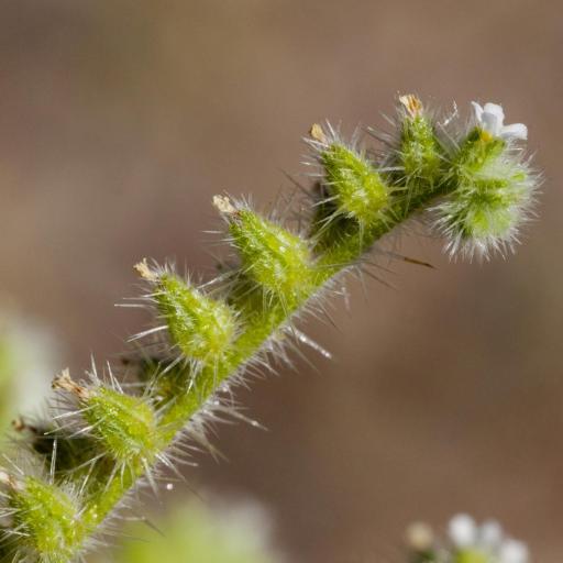 Cryptantha crassisepala — related species from the same genus