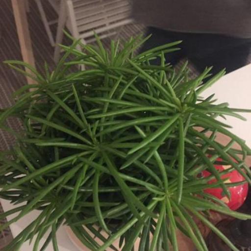 Kleinia barbertonica — search result for 'Senecio'