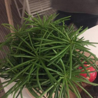 Kleinia barbertonica