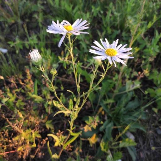 Aster biennis — houseplant care guide