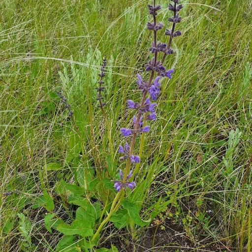 Salvia dumetorum other