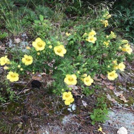 Aureolaria pedicularia other