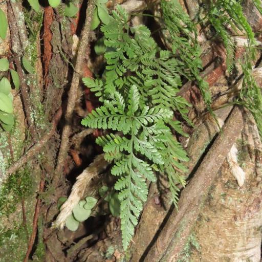 Davallia griffithiana other