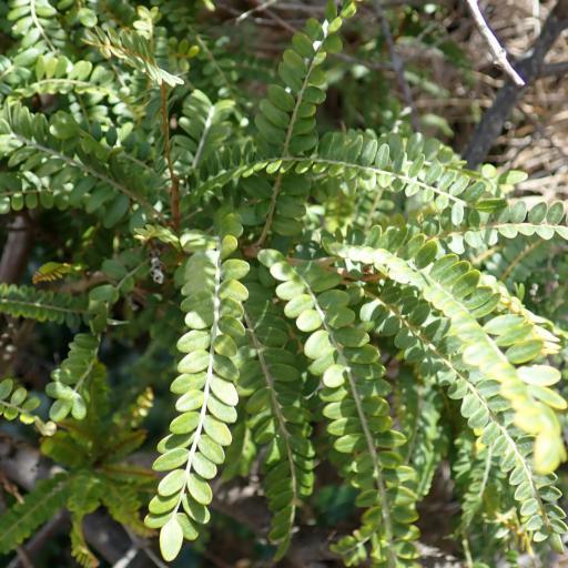Sophora chathamica other