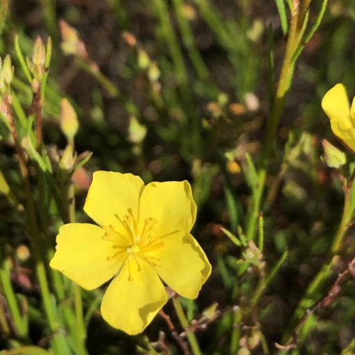 Crocanthemum scoparium — houseplant care guide